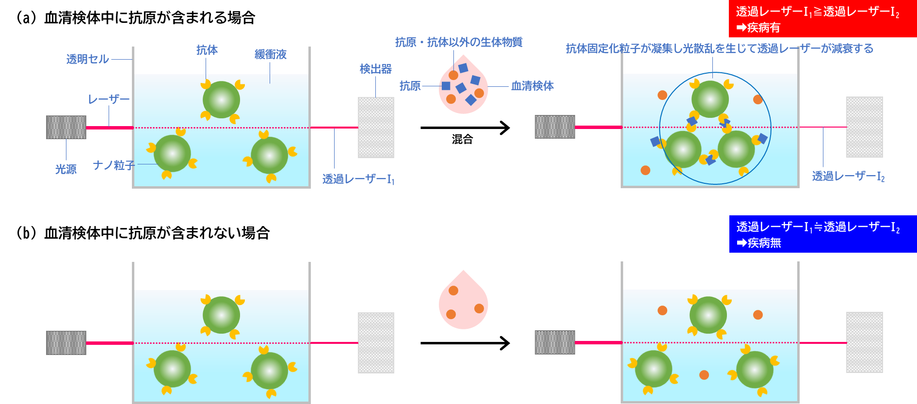 診断薬｜ラテックス凝集法｜模式図